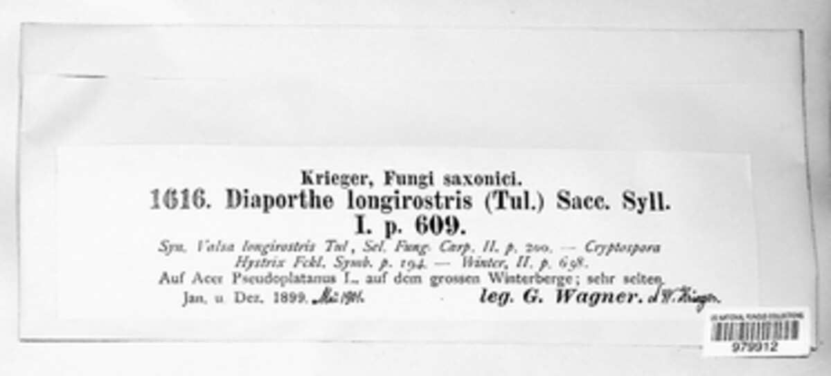 Apiognomonia hystrix image